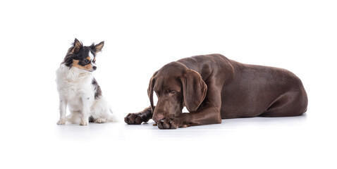 Young German Shorthaired Pointer with chihuahua