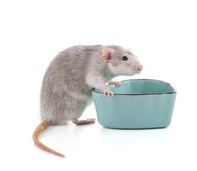 Cute bicolor rat with a blue bowl