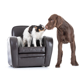 Young German Shorthaired Pointer with chihuahua in an armchair