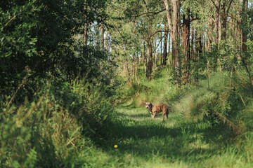 American bulldog exploring trail in the Australian bush