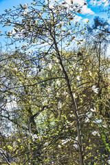 Magnolia tree with blossom flowers