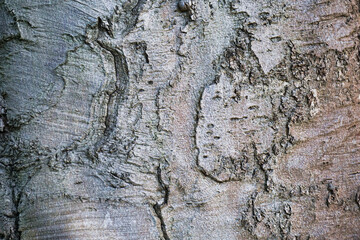 Tree bark - wooden texture