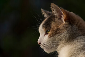 Cat with green eyes looking left