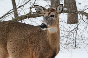 Winter Portrait Of Adult Whitetail Deer Standing In Woodland Environment