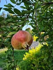 Una granada en el árbol 