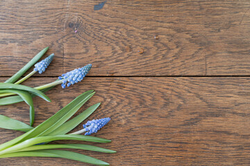 Blue muscari spring flowers with green leaves isolated on the wooden background. Home gardening concept.