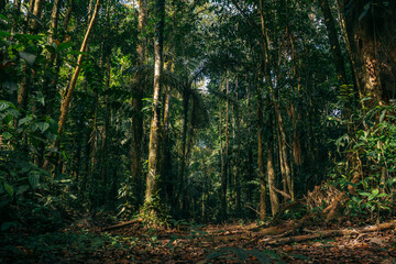 tall trees in the middle of a tropical forest - obrazy, fototapety, plakaty