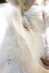 Close up of the right face of a male goat