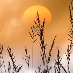 flower plants silhouette with a beautiful sunset background