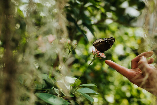 Adult man reaches finger towards butterfly sitting on branch