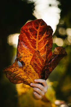Child hand holds fall leaves in front of golden bokeh light