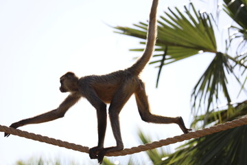 a long macaque on a tree