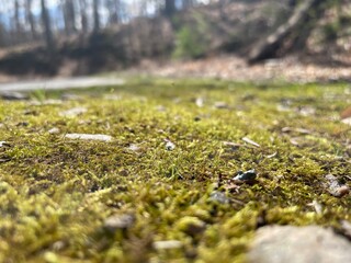 moss on the stone
