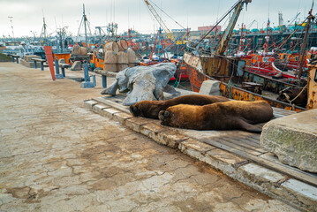 sea ​​lions in the fishing port in Mar del Plata Argentina