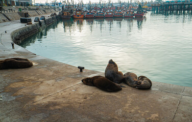 sea ​​lions in the fishing port in Mar del Plata Argentina