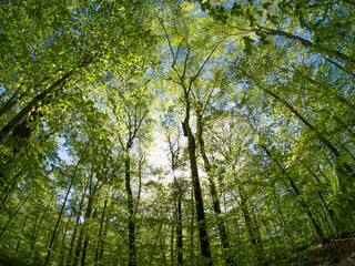 Fototapeta premium Fish-eye green forest in spring