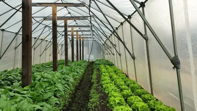Green lettuce spinach greenhouse folio harvest Spinacia oleracea Lactuca sativa, Lactuca sativa seedlings growing farm field plant farming leaves leaf rows, aerial drone bio organic vegetable fresh