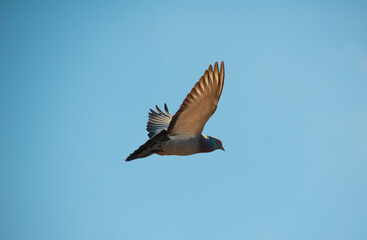 Just photo of pigeon flying