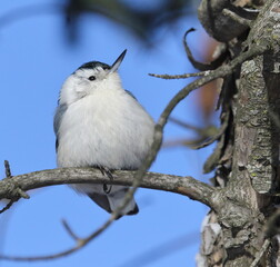 white-breasted nuthatch on a tree trunk