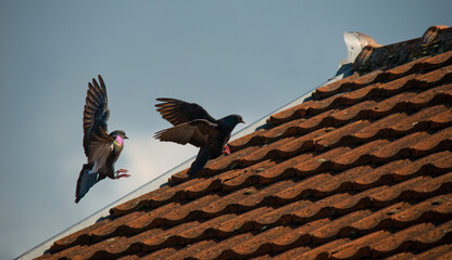 Domestic pigeon landing on the roof