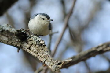 white-breasted nuthatch on a tree trunk