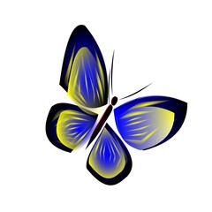 Butterfly on a white background.