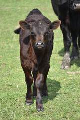 Baby Calf