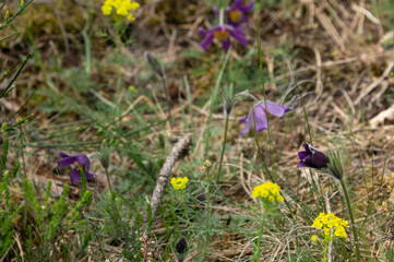 Anemone pulsatilla - Pasqueflower - An&eacute;mone pulsatille, Promenade du Cabaret-Masson