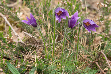 Anemone pulsatilla - Pasqueflower - An&eacute;mone pulsatille, Promenade du Cabaret-Masson