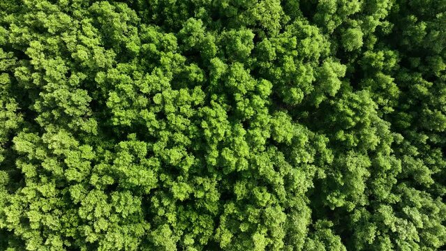 Aerial mangrove forest view in the coast of Nakhon Sri Thamarat, Thailand
