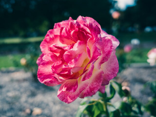 Obraz premium Rose flower