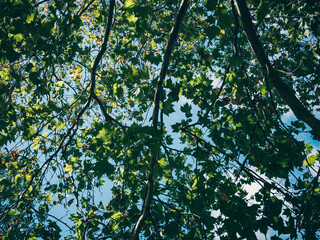 green leaves background