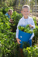 Mother and son work on a bell peppers plantation. High quality photo