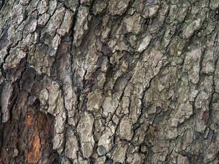 bark structure. Tree trunk close-up. Bark of tree. Botany.