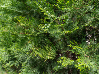 coniferous plant. Botany. Leaves background.