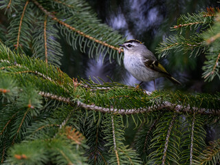 Golden-crowned Kinglet Perched on Pine Tree Branch in Spring