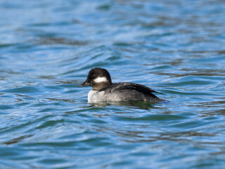 Female Bufflehead Swimming in Blue Water in Spring