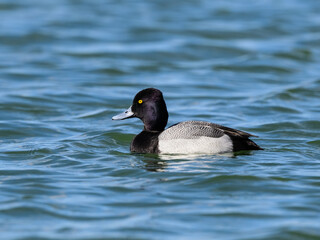 Fototapeta premium Male Lesser Scaup Swimming in Blue Water in Spring