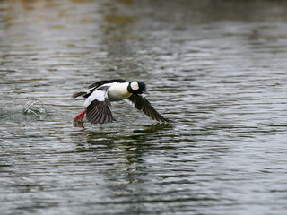 Male Bufflehead in Flight  Over Lake in Spring