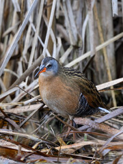 Virginia Rail  Closeup Portrait in Spring
