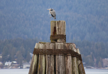 Gray heron posing like a monument
