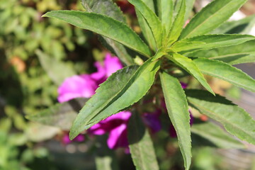 imagen para fondo de pantalla