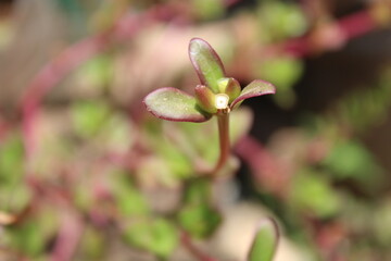 imagen para fondo de pantalla