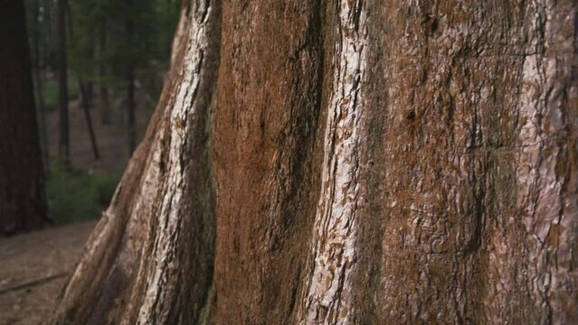 Woman supporting nature palming giant Sequoia red trunk 4K nature. Human take care about nature. Female environmental activist gently touches red tree bark in forest. Nature lover on sunny spring day