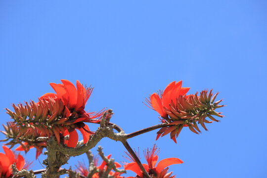 デイゴの花 の画像 415 件の Stock 写真 ベクターおよびビデオ Adobe Stock