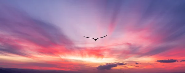 Selbstklebende Fototapeten  Bird Flying Sunset Flight Silhouette Soaring Beautiful Sky Inspirational Banner Header Sunrise  © mexitographer