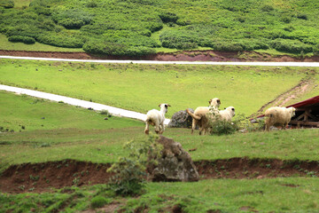 selective focus: 29.07.2021 turkey Ordu: Highland sheep wandering in greenery on Ordu's Persembe plateau