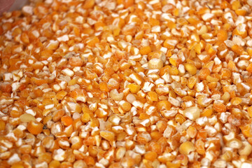 Corn grown with organic fertilizer produced by villagers in Turkey. background