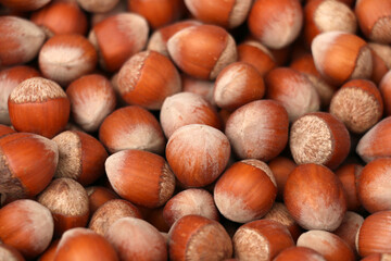 Hazelnut grown with organic fertilizer produced by villagers in Turkey. background