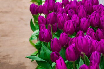 Obraz premium Growing tulips. Fresh flowers in the farm field.